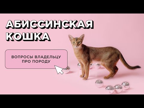 Видео: 10 вопросов об абиссинской кошке: характер и поведение. Отзыв владельца