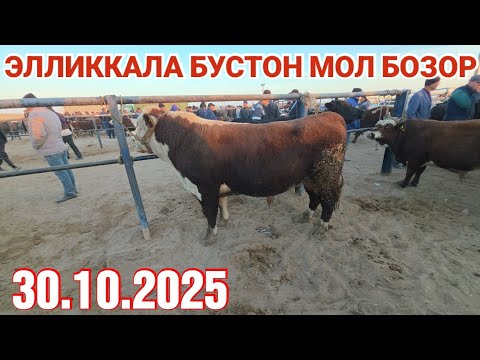 Видео: 30 октября 2025 ЭЛЛИККАЛА БУСТОН МОЛ БОЗОР НАРХЛАРИ САВДО АВЖИДА
