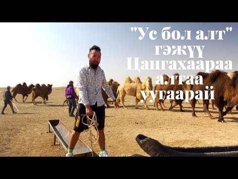Видео: Бид усгүй болбол алтаар уйлаад ч үхнэ.TRAVEL VLOG#9 (Дундговь, Өлзийт сум)