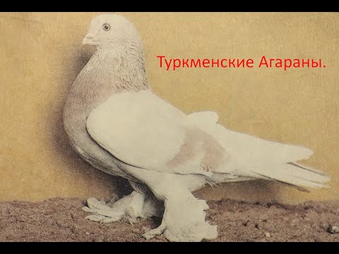 Видео: Лучшей породы голубей в мире нет!
