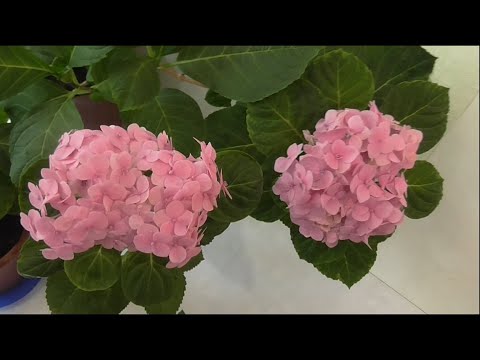Видео: Гортензия крупнолистная как горшечное растение.