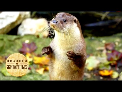 Видео: Зоопарки Чехии. 5 серия / Диалоги о животных