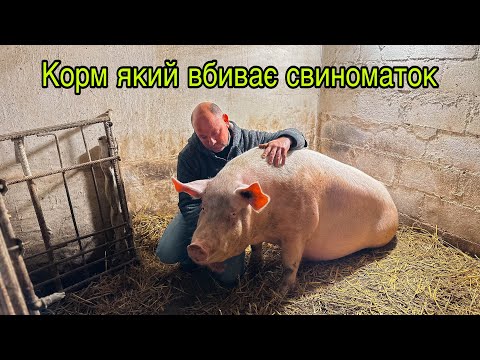 Видео: Корм 👎Яким Мало Не Вбили,Нашу Свиноматку Дашку🐖🐽