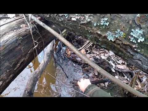Видео: Охота на бобра. Бобр на проходной капкан КП 320 (Будни охотника и рыбака)