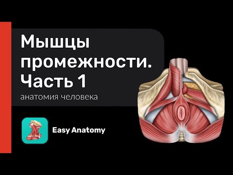 Видео: Мышцы промежности | Мочеполовая диафрагма