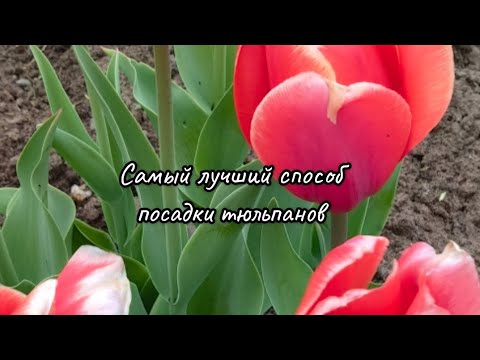 Видео: Тюльпаны сажаю только так!