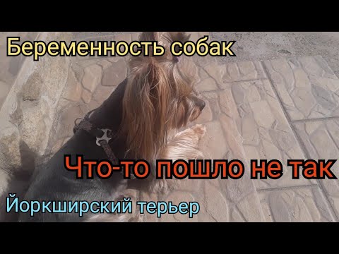 Видео: Беременность собаки. Какие Проблемы могут Быть. \ Йорк / Йоркширский терьер