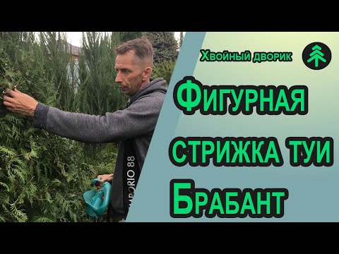 Видео: Обрезка и формировка туи западной Брабант первая стрижка!