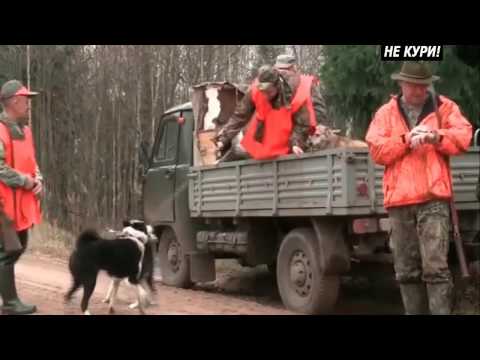 Видео: Загонная охота на кабана . 2018