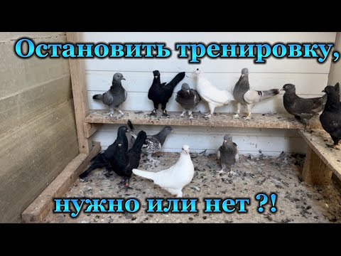 Видео: Остановить тренировку , нужно или нет ?!