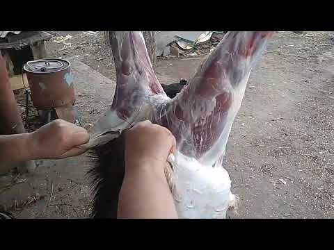Видео: Как снять шкуру с козла.