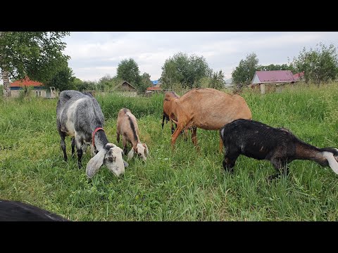 Видео: Сколько зерна козленку // Тонкая струя // Забор для коз