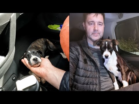 Видео: Маленький бездомный щенок бегал по дороге. История щенка Джессики