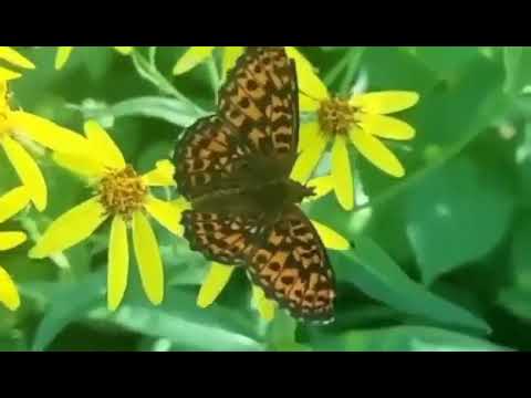 Видео: Сарсыарда..