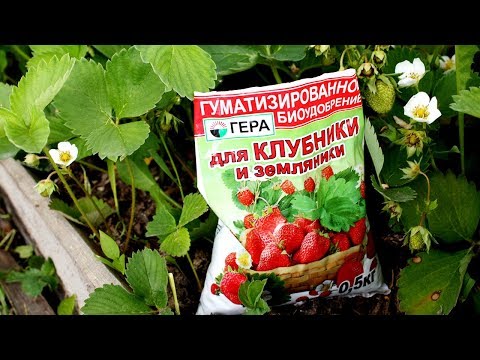 Видео: УРОЖАЙ КОРЗИНАМИ И ВЕДРАМИ! КЛУБНИКА, ТОМАТЫ,  СВЕКЛА И ЛУК ЛЮБЯТ ЭТИ УДОБРЕНИЯ