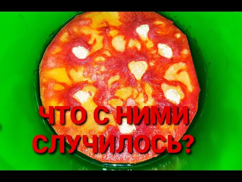 Видео: Что происходит с живыми кормами