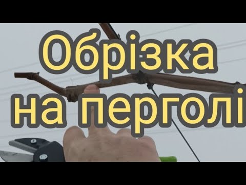 Видео: Обрізка винограду на перголі.Юпітер.#виноград #виноградник #пергола #garden #vineyard #wine