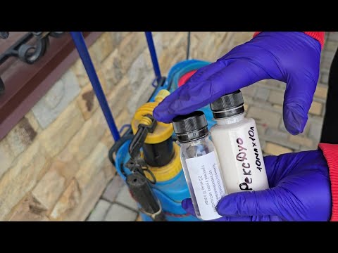 Видео: Обробка троянд від хвороб.