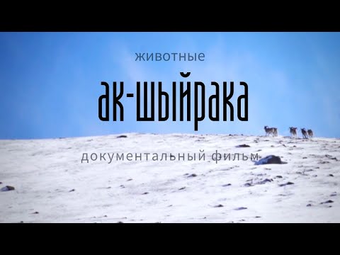 Видео: КАК КРАСНОКНИЖНЫЕ ЖИВОТНЫЕ ИЩУТ СПАСЕНИЯ НА КУМТОРЕ