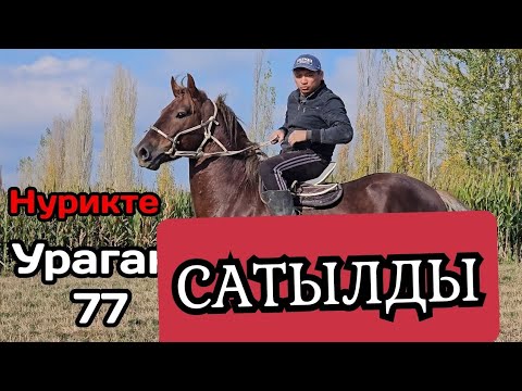 Видео: САТЫЛДЫ УРАГАН