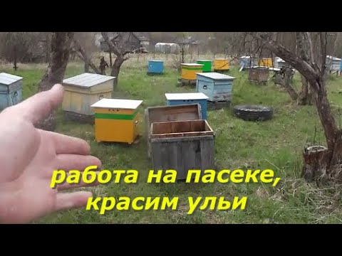 Видео: Работа на пасеке. Пересадили пчёл. Красим ульи.