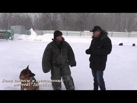 Видео: Кинологи МВД #задержание #розыск #как стать кинологом