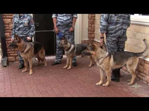 Видео: Задержание Шакро Молодого. Оперативная съемка