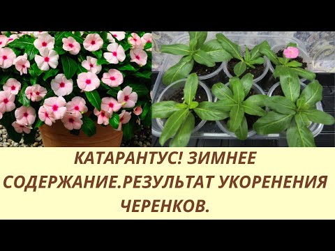 Видео: КАТАРАНТУС! ЗИМНЕЕ СОДЕРЖАНИЕ МАТОЧНОГО КУСТА.ЧЕРЕНКИ УКОРЕНИЛИСЬ. 2 ПАРТИЯ ЧЕРЕНКОВАВНИЯ.ОБЗОР.