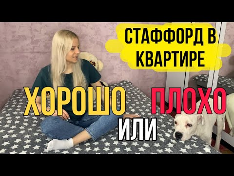 Видео: Стаффорд в квартире | Стоит ли заводить собаку в квартире