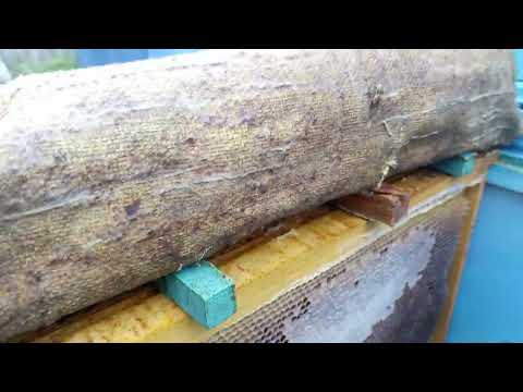 Видео: На второй день после обработки бипином 