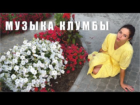 Видео: Петунии, пеларгонии и другие цветы в садовой аранжировке.