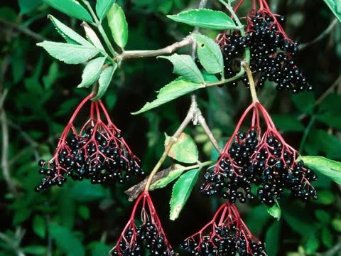Видео: Секрети врожаю Бузини: як виростити великі та соковиті ягоди.