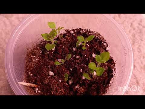 Видео: Обзор на мои орхидеи и на их цветоносы 🤗куча цветоносов 🤗Приятного просмотра 🤗#орхидея #фаленопсис