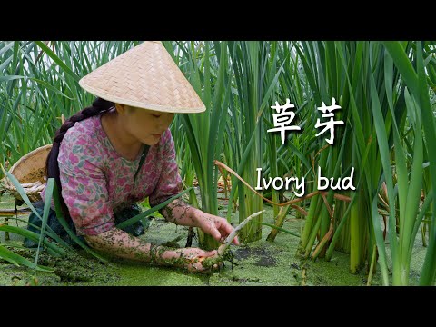 Видео: Цзяньшуйские бутоны из слоновой кости – водный деликатес южной провинции Юньнань【Дяньси Сяогэ】
