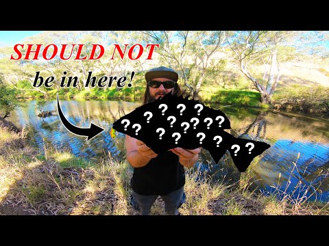 Видео: ОГРОМНАЯ РЕДКАЯ РЫБА, ПОЯВЛЕННАЯ В КРУПНОЙ ГОРОДСКОЙ РЕЧНОЙ СИСТЕМЕ АВСТРАЛИИ!
