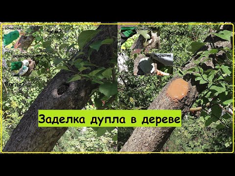 Видео: Дупло в дереве. Простой способ заделки дупла