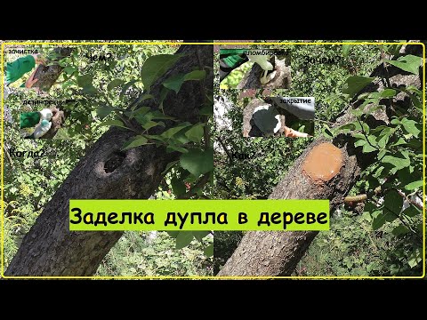 Видео: Дупло в дереве. Простой способ заделки дупла