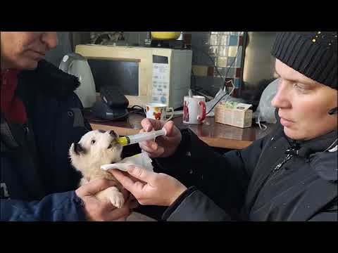 Видео: Не подбрасывайте щенков в приют! Ищите другие методы.
