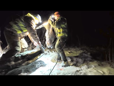 Видео: ОХОТА НА ЗВЕРЯ ПО ПЕРВОМУ СНЕГУ. ДОБЫЧА БОБРА С КАРАБИНА С ПОДХОДА. ИЗУЧАЮ ПРИБОРЫ НОЧНОГО ВИДЕНИЯ.