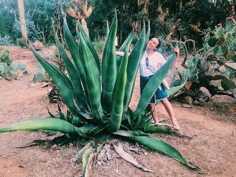 Видео: Лучшая экскурсия в Дубровнике // Остров Локрум