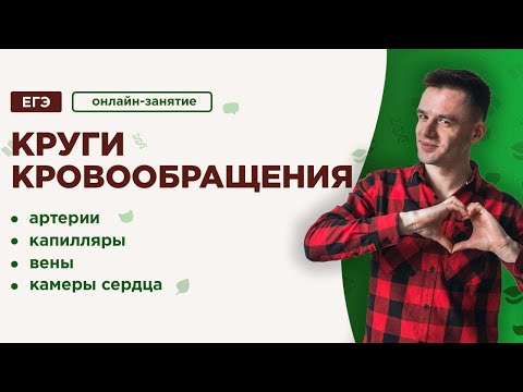 Видео: Круги кровообращения | ЕГЭ Биология | Даниил Дарвин