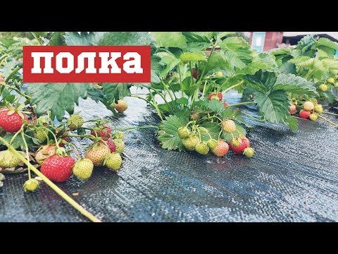 Видео: Сорт полуниці Полка/Мій досвід вирощування полуниці на Поліссі