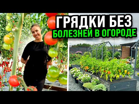 Видео: ОБРАБОТКА ГРУНТА В ОГОРОДЕ И ТЕПЛИЦЕ ОСЕНЬЮ | Плодородные грядки без болезней