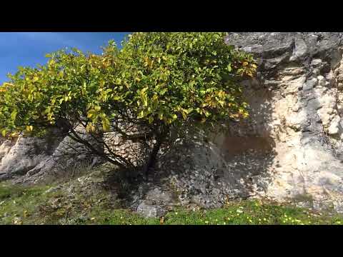 Видео: Крепост Дупките - Свирачи Ивайловград България 1 част   Fortress The holes - Svirachi Ivaylovgrad