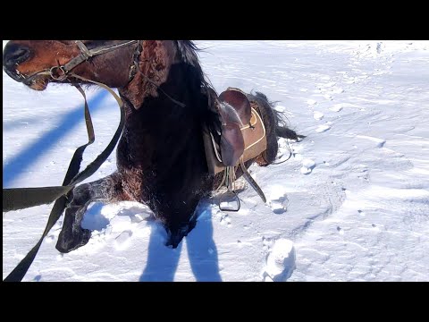 Видео: Жеребец Малыш увяз в глубоком снегу. Кобылы Валя, Кукла, Ягодка поехали в Алмату к Суффиксу.