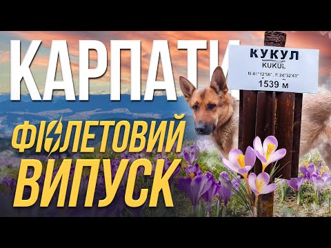 Видео: Похід Карпатами, крокуси, Чорна пантера і колаборація з Fallout