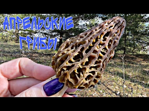 Видео: Сморчки в апреле.