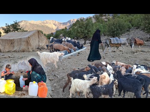 Видео: Кочевая жизнь в Иране: доставка воды из источника на осле 🫏 для жаждущих овец 🐑