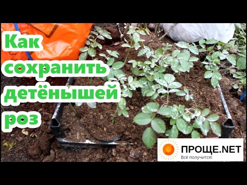 Видео: Как будут зимовать летние укоренённые черенки роз. Два способа.