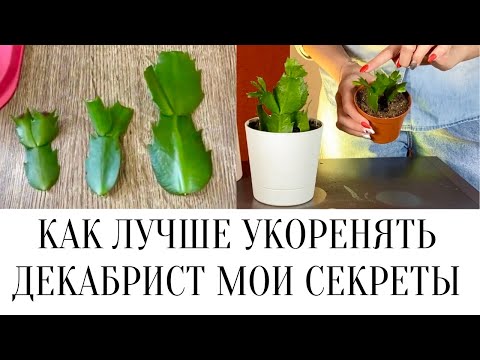 Видео: ✅КАК ЛУЧШЕ УКОРЕНЯТЬ ДЕКАБРИСТ МОИ СЕКРЕТЫ /КАК ПРИЖИЛИСЬ ЧЕРЕНКИ ДЕКАБРИСТА (ШЛЮМБЕРГЕРА УСЕЧЕННАЯ)